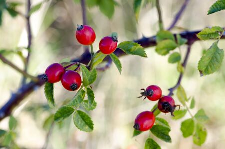 Photo of shrubs of rosehip in the wild on a sunny autumn dayの写真素材