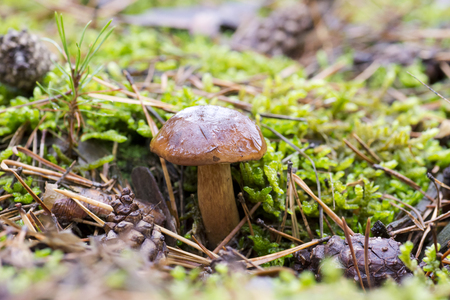 Close-up photo of a mushroom with drops of dew on moss and between a needle in a forest in an autumn day with a blurred backgroundの写真素材
