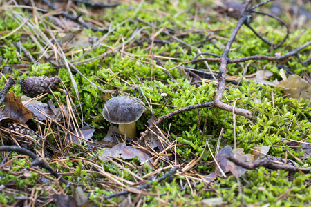 Close-up photo of a mushroom with drops of dew on moss and between a needle in a forest in an autumn day with a blurred backgroundの写真素材