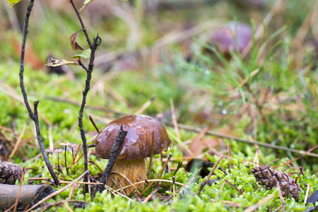 Close-up photo of a mushroom with drops of dew on moss and between a needle in a forest in an autumn day with a blurred backgroundの写真素材