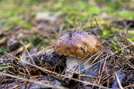 Close-up photo of a mushroom with drops of dew on moss and between a needle in a forest in an autumn day with a blurred backgroundの写真素材