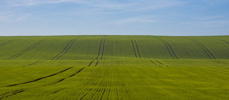 Green field of young grain with traces of a tractor in Moravian Tuscany in the Czech Republic, under a blue sky with cloudsの写真素材