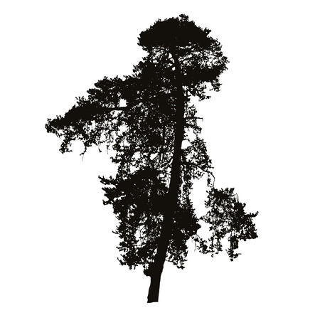 Realistic silhouette of high coniferous tree - isolated vector on a white backgroundのイラスト素材