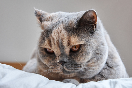 detail of a head British Shorthair cat lying on a white bedの写真素材