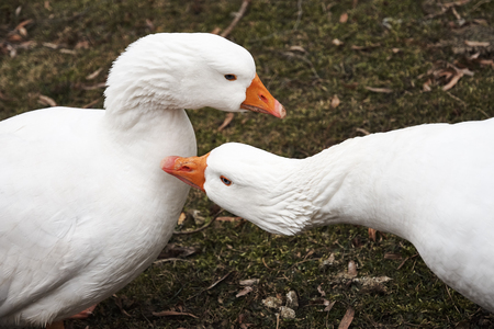 Two white geese on a green lawn on a spring dayの写真素材