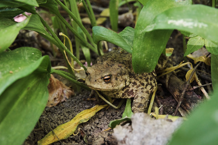 Toad sitting on clay among green leaves on a sunny spring day