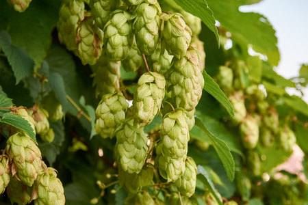 Close-up of plant, cones and hops leaves with defocused backgroundの写真素材