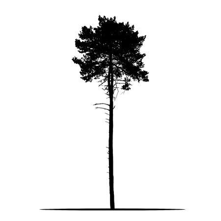 Realistic silhouette of tree - pine with branches and needle - isolated vector on a white backgroundのイラスト素材
