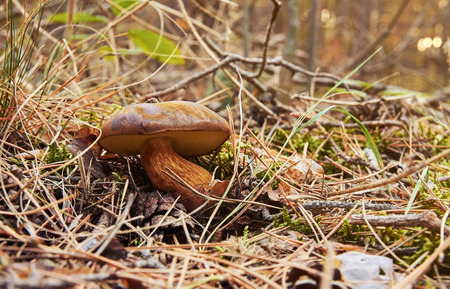 Close-up view of growing mushroom between needle and dry grass in autumn evening