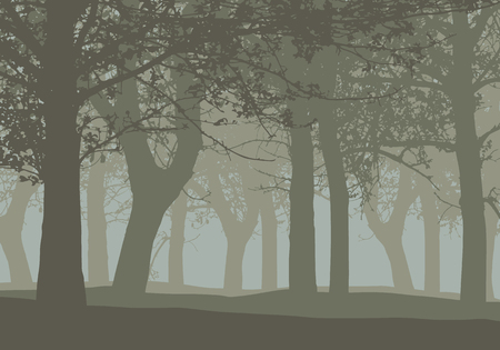Realistic illustration of a deciduous deep forest with trees and with mist gray sky - vectorのイラスト素材