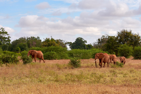 View of several African elephants in the savannah on safari in Kenyaの写真素材