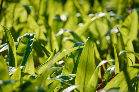 Closeup view of green bear garlic leaves in the forest on a sunny spring day with defocused...
