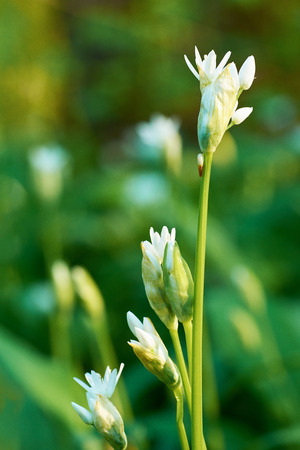 A close-up photo of a flower of wild garlic in a meadow and in the forest on a sunny spring dayの写真素材