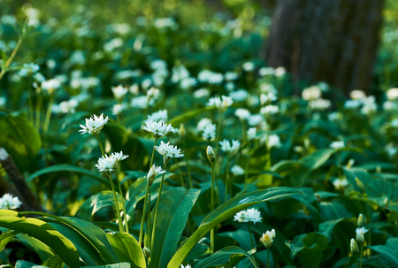 A close-up photo of a flower of wild garlic in a meadow and in the forest on a sunny spring day