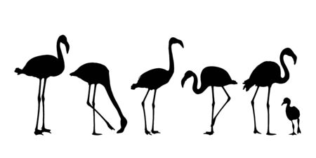 Set of realistic water bird silhouettes of flamingo, isolated on white background - vectorのイラスト素材