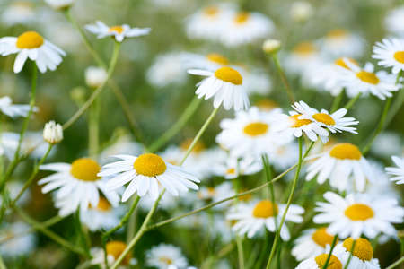 Close-up photo of a wild chamomile flower in a meadow on a sunny day. Pure white petals and blurred background.の写真素材