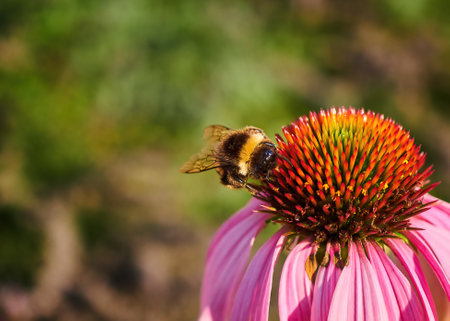 Close-up view of a bumblebee sitting and eating nectar from a flower. Detail of a green background