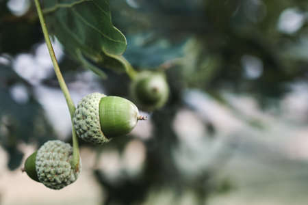 Green acorn on an oak branch on a cloudy autumn day with space for your textの写真素材