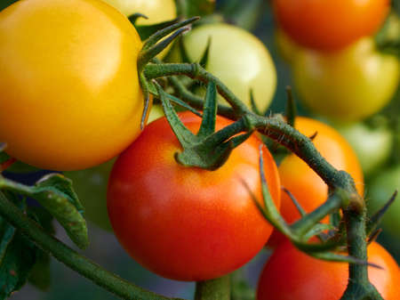 Close-up view of ripe red and yellow tomatoes on a bush or plantの写真素材