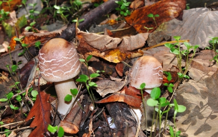 Autumn wild mushrooms,edible,reddishの写真素材