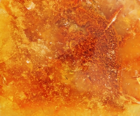 Baltic amber, resin segments, fossil millions of yearsの写真素材