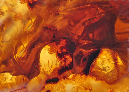 Baltic amber, resin segments, fossil millions of yearsの写真素材