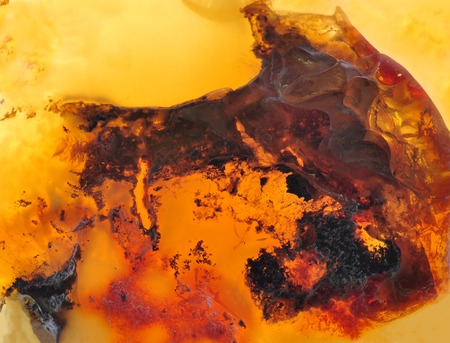 Baltic amber, resin segments, fossil millions of yeaの写真素材