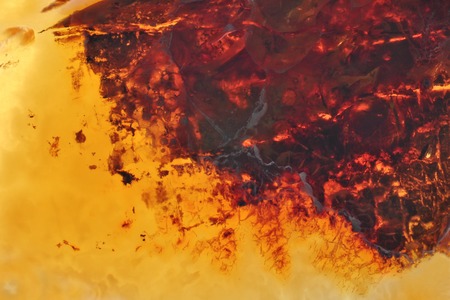 Baltic amber, resin segments, fossil millions of yearsの写真素材