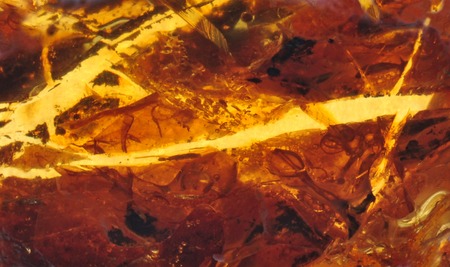 Baltic amber, resin segments, fossil millions of yearsの写真素材