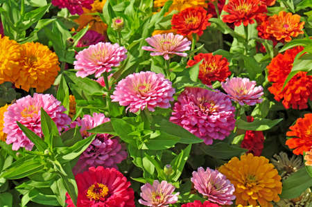 Garden with multicolored gorgeous flowersの写真素材
