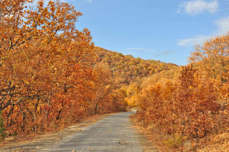 Mountain road in golden autumn forestの写真素材