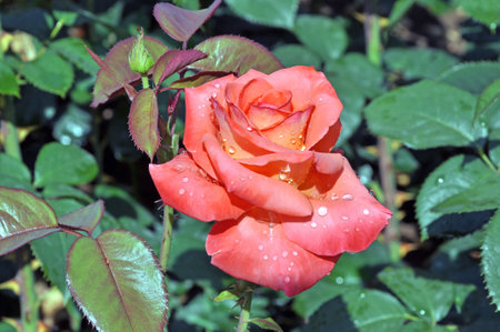 Roses and rose bushes, fragrant multicoloredの写真素材