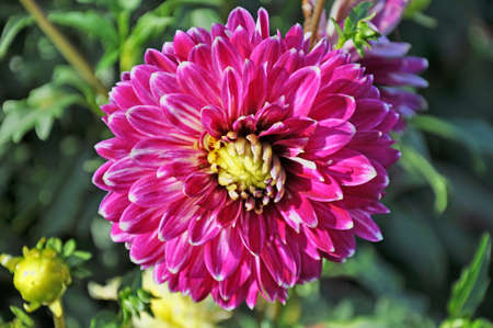 Dahlia is a Beautiful  genus of bushy, tuberous, herbaceous perennial plantsの写真素材