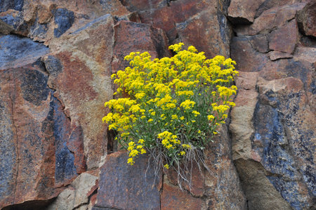 Spring in the mountains, flowers in the rocksの写真素材