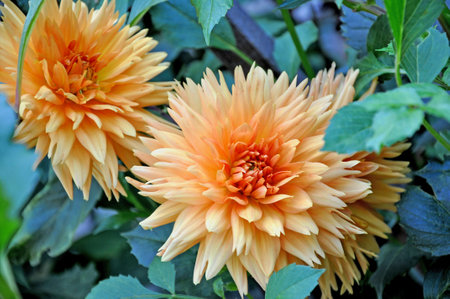 Dahlia is a Beautiful  genus of bushy, tuberous, herbaceous perennial plantsの写真素材