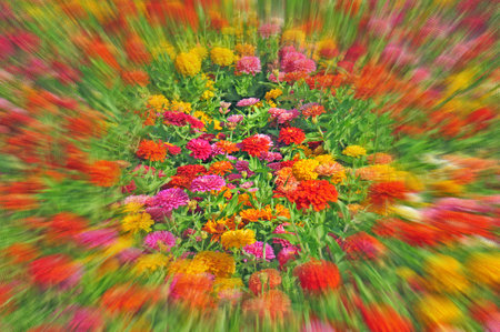 Garden with multicolored gorgeous flowersの写真素材
