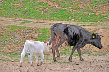 Flock of cows and calves grazingの写真素材