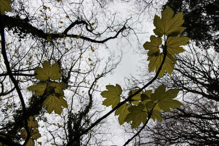 Looking up and new sycamore leaves in spring