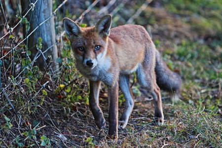 Wild British fox out huntingの写真素材