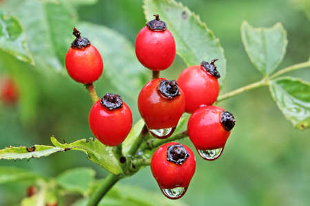 Bright red rose hips after rain shower