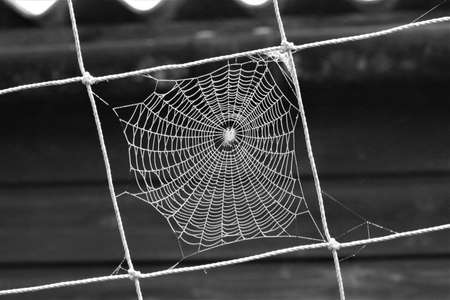 Monochrome image of a spider web in the knotted square of a disused football goal netの写真素材
