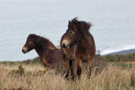 Two endangered Exmoor ponies on a windy moorの写真素材