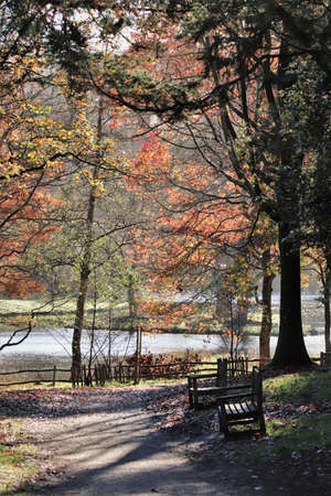 Empty benches in autumn in the parkの写真素材