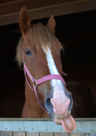 Head of a horse with its tongue out, looking out of stableの写真素材
