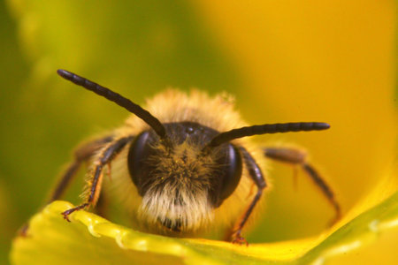 Bee on a yellow flower close-up. Macro photography of insectの写真素材