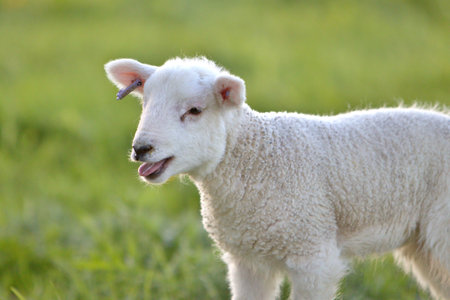 Close up of a young spring lamb bleeting in fieldの写真素材