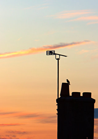 Vertical image of sunset silhouette of a bird on chimney with antennaの写真素材