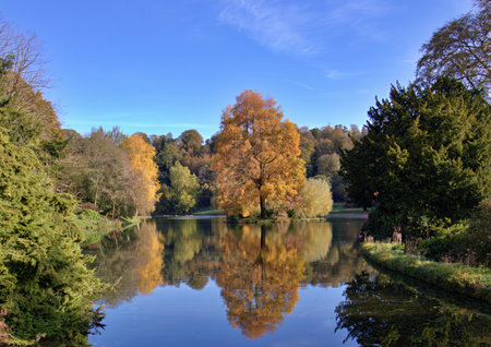 Tree turning orange in autumn reflected in a calm lakeの写真素材