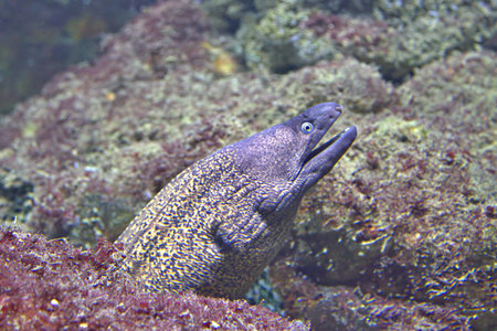 Moray eel with open mouth coming out of reef