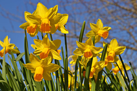 Spring daffodils with blue sky backgroundの写真素材
